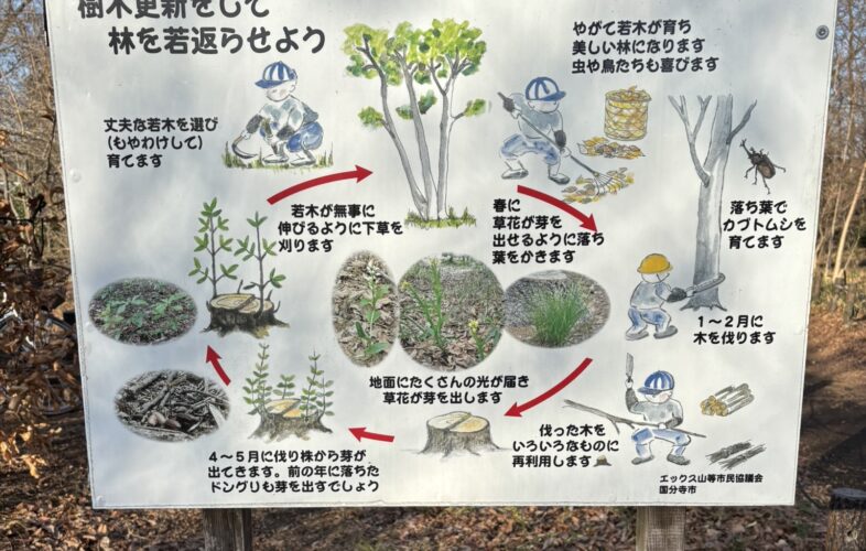 西恋ヶ窪緑地「エックス山」 | 国分寺市観光シティ
